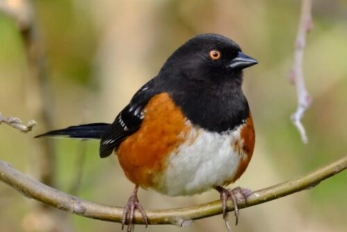 Spotted Towhee