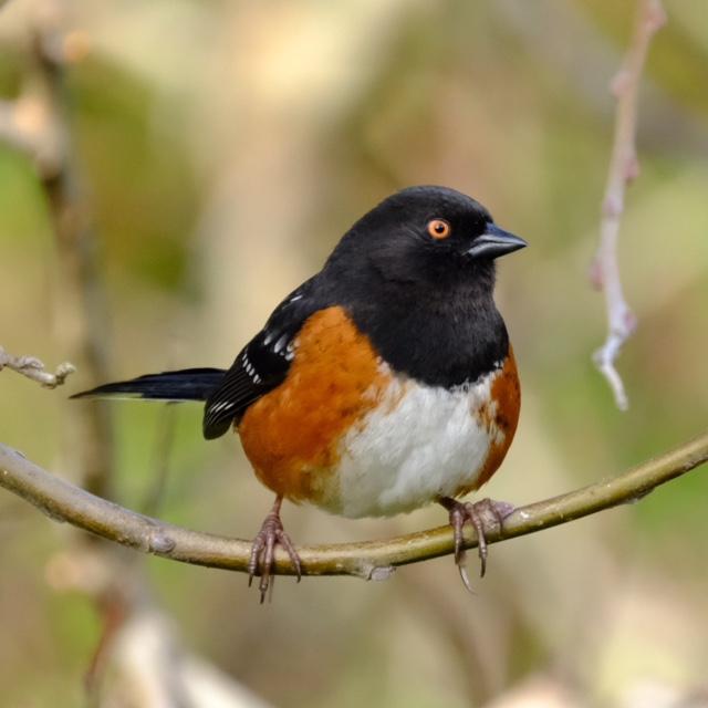 Spotted Towhee Spotted Towhee