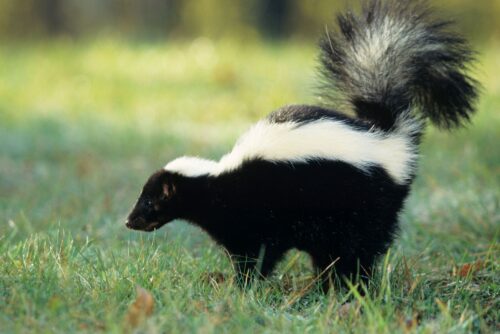 Striped Skunk