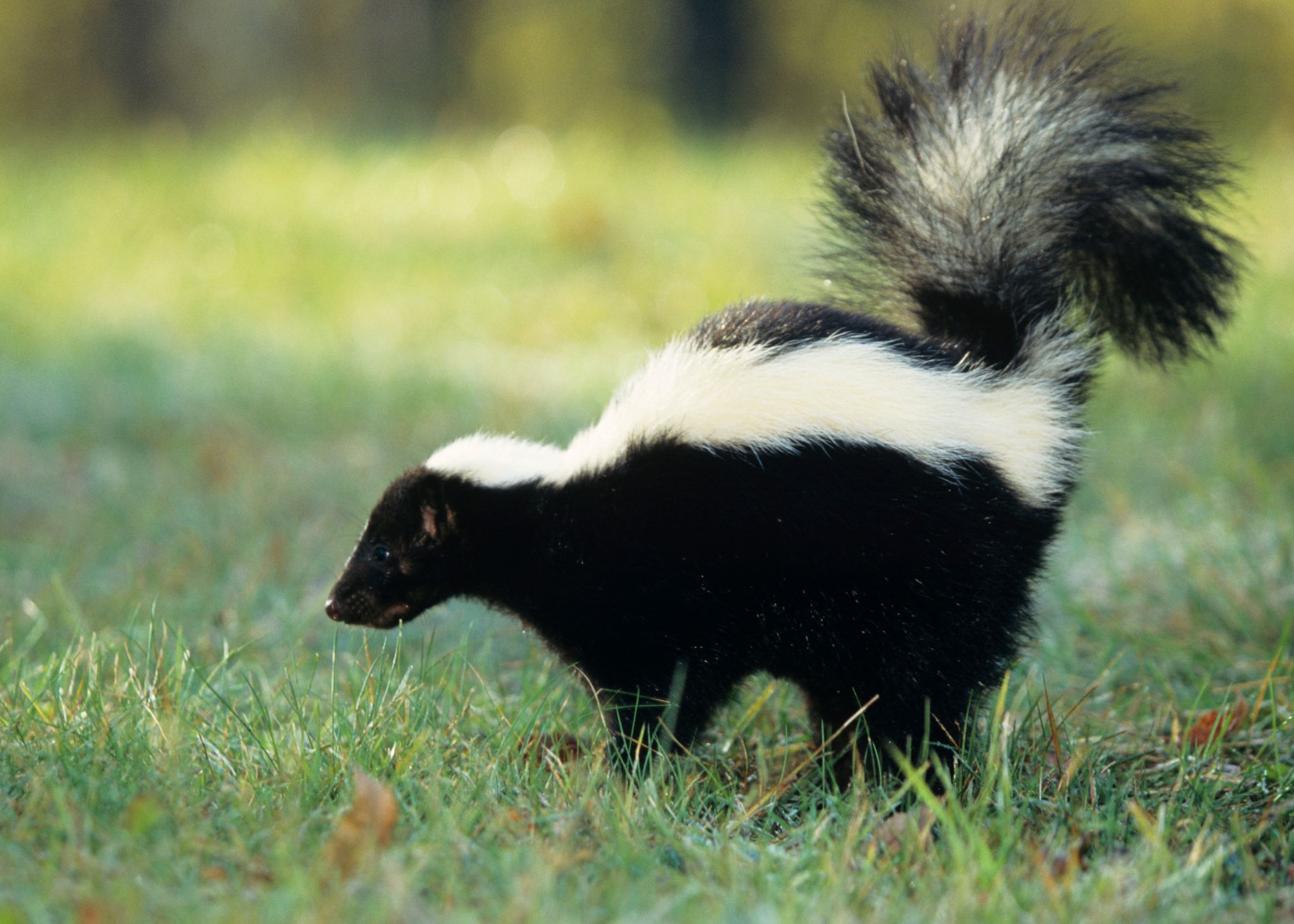 Striped Skunk Striped Skunk