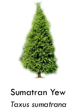 Sumatran yew