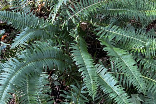 Sword Fern