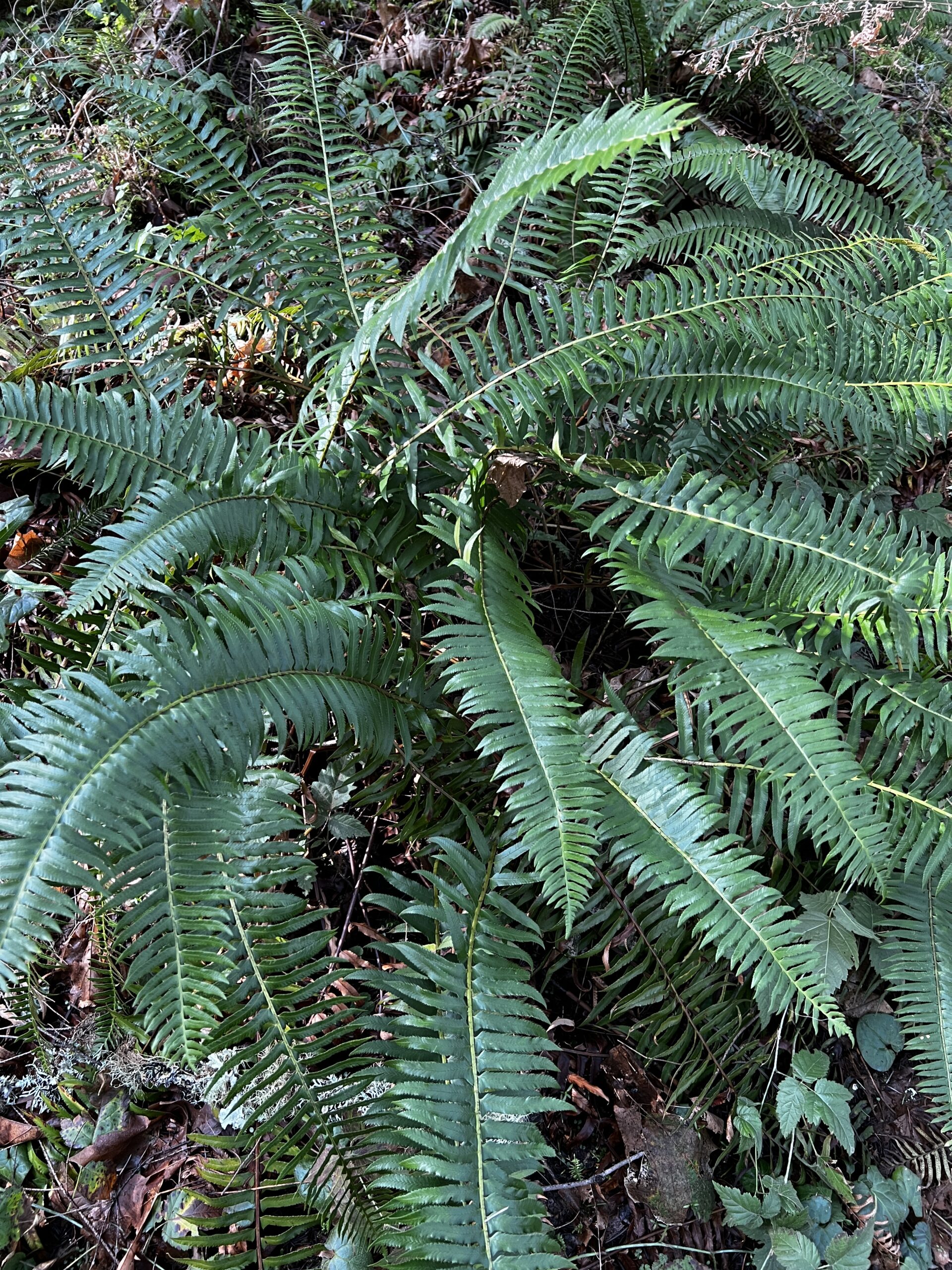 Sword Fern