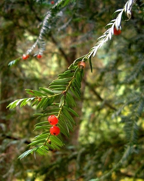Pacific Yew seed arils