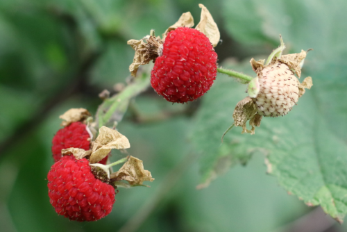 Thimbleberry