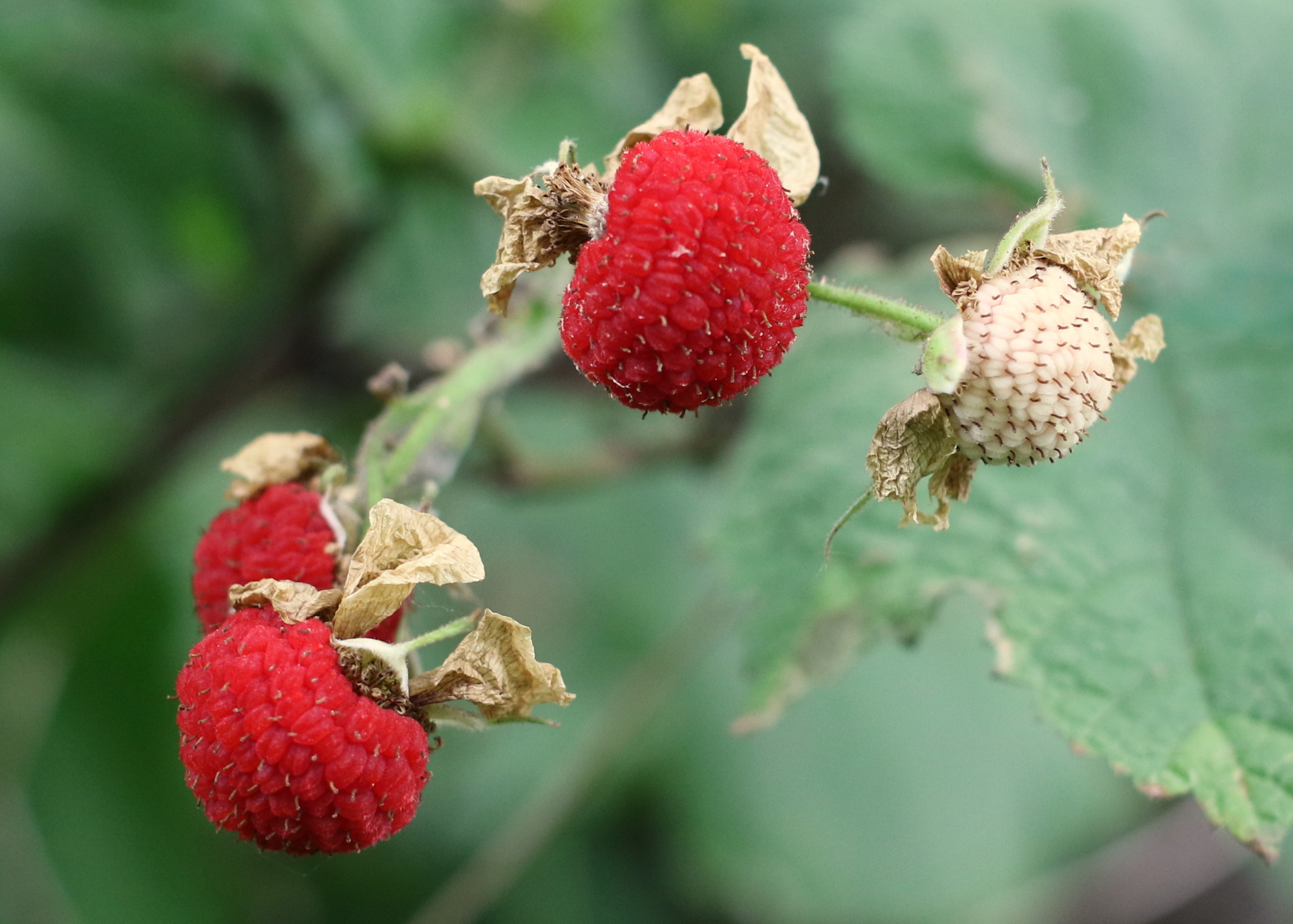 Thimbleberry