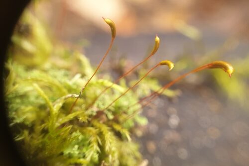 Tousled Treasure Moss