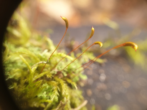Tousled Treasure Moss Tousled Treasure Moss