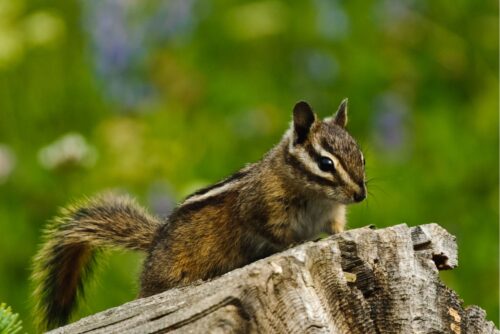 Townsend Chipmunk