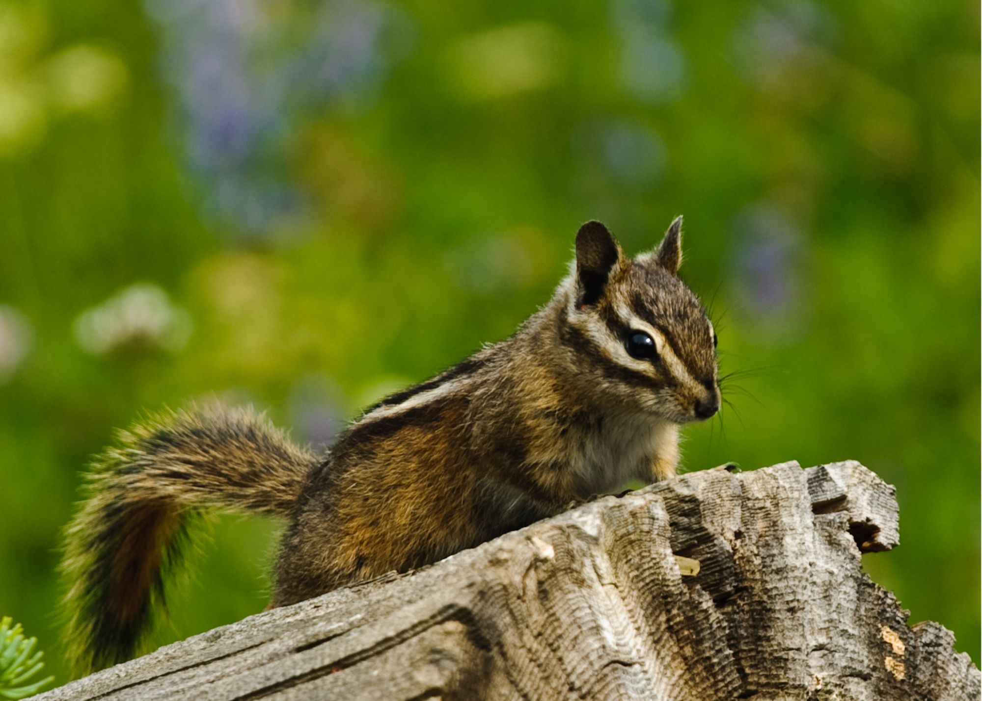 Townsend Chipmunk