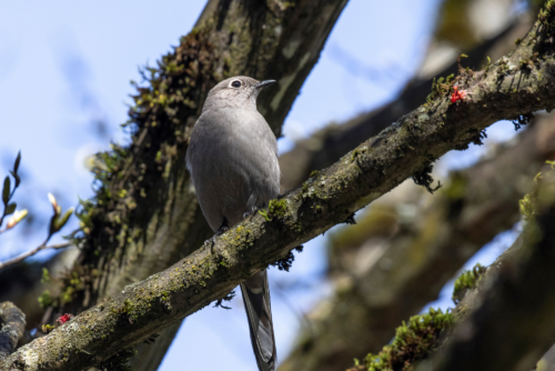 Townsend's Solitaire