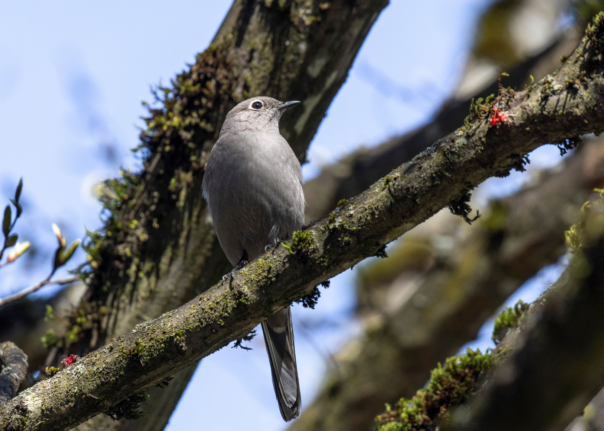 Townsend’s Solitaire Townsend’s Solitaire