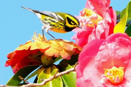 Townsend's Warbler