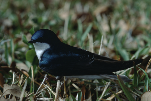 Tree Swallow
