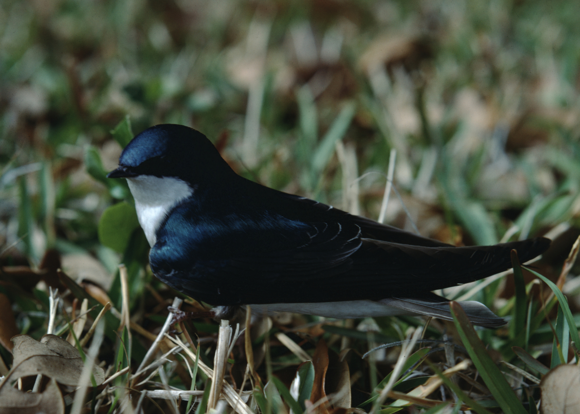 Tree Swallow