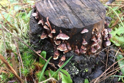 Turkey Tail