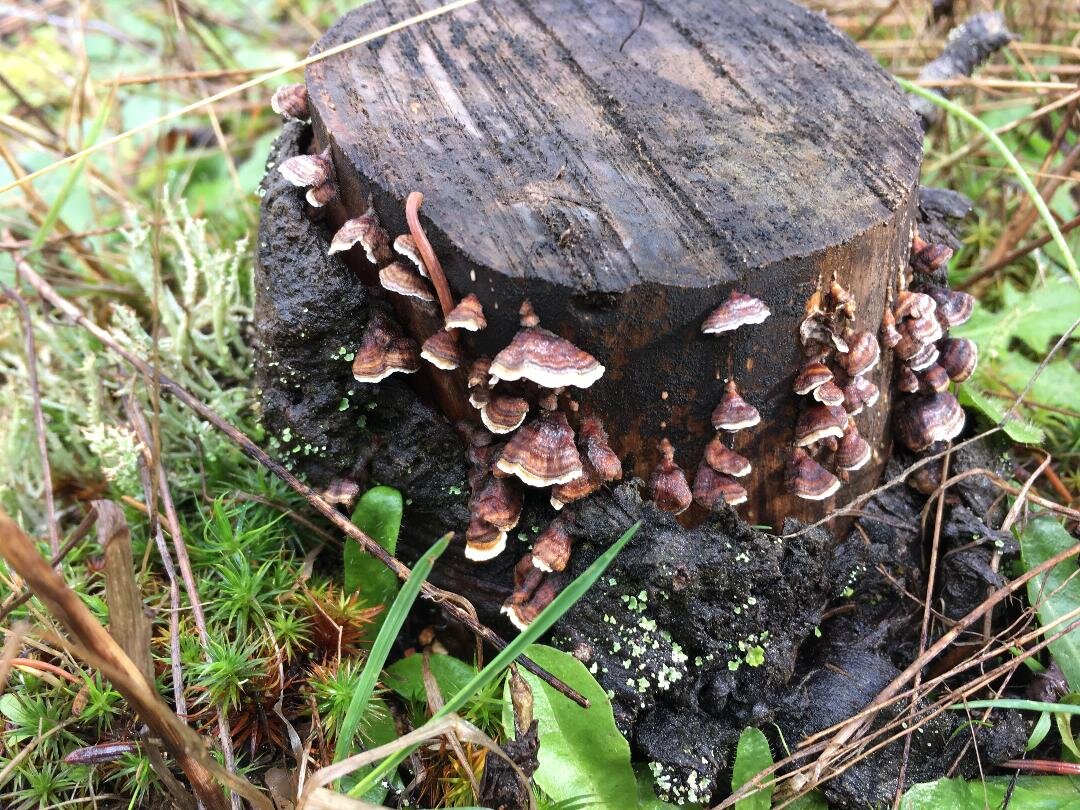 Turkey Tail