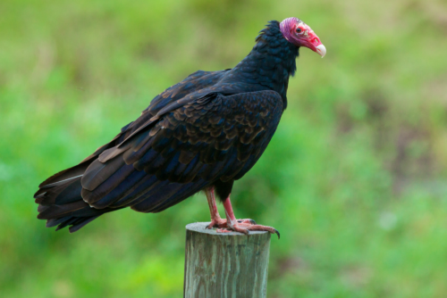 Turkey Vulture