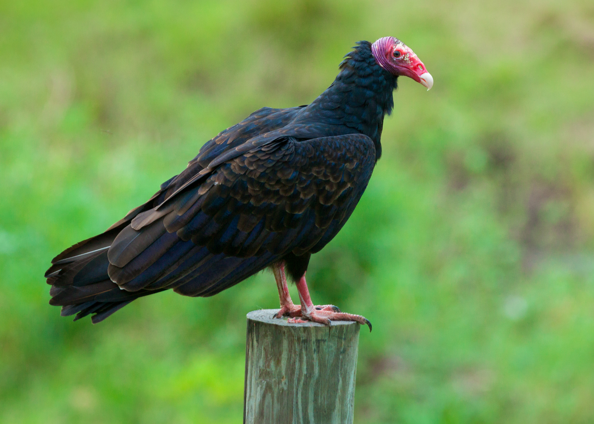 Turkey Vulture