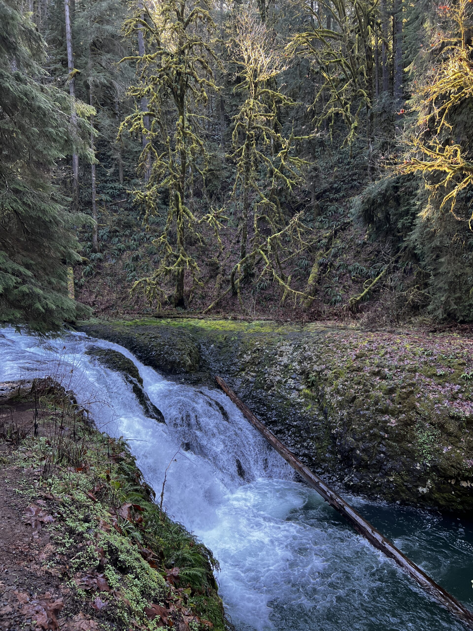 Two volunteers appear to be planting or restoring native vegetation on the grounds outside the South Falls Café at Silver Falls State Park
