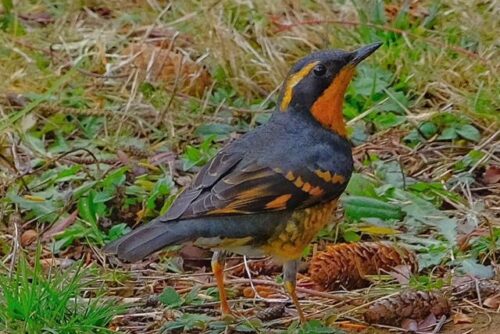 Varied Thrush