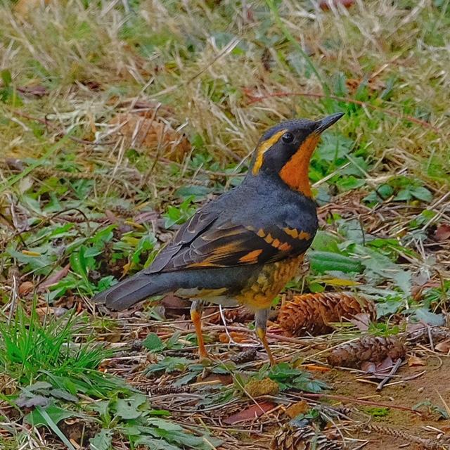 Varied Thrush