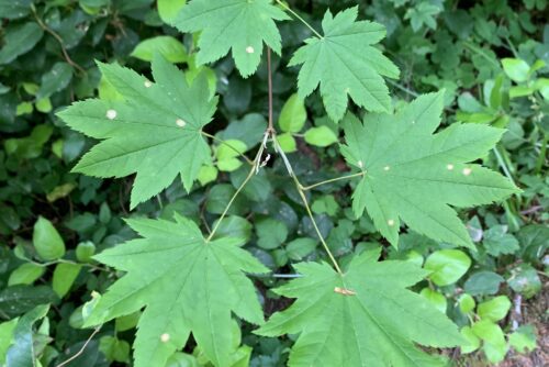 Vine Maple