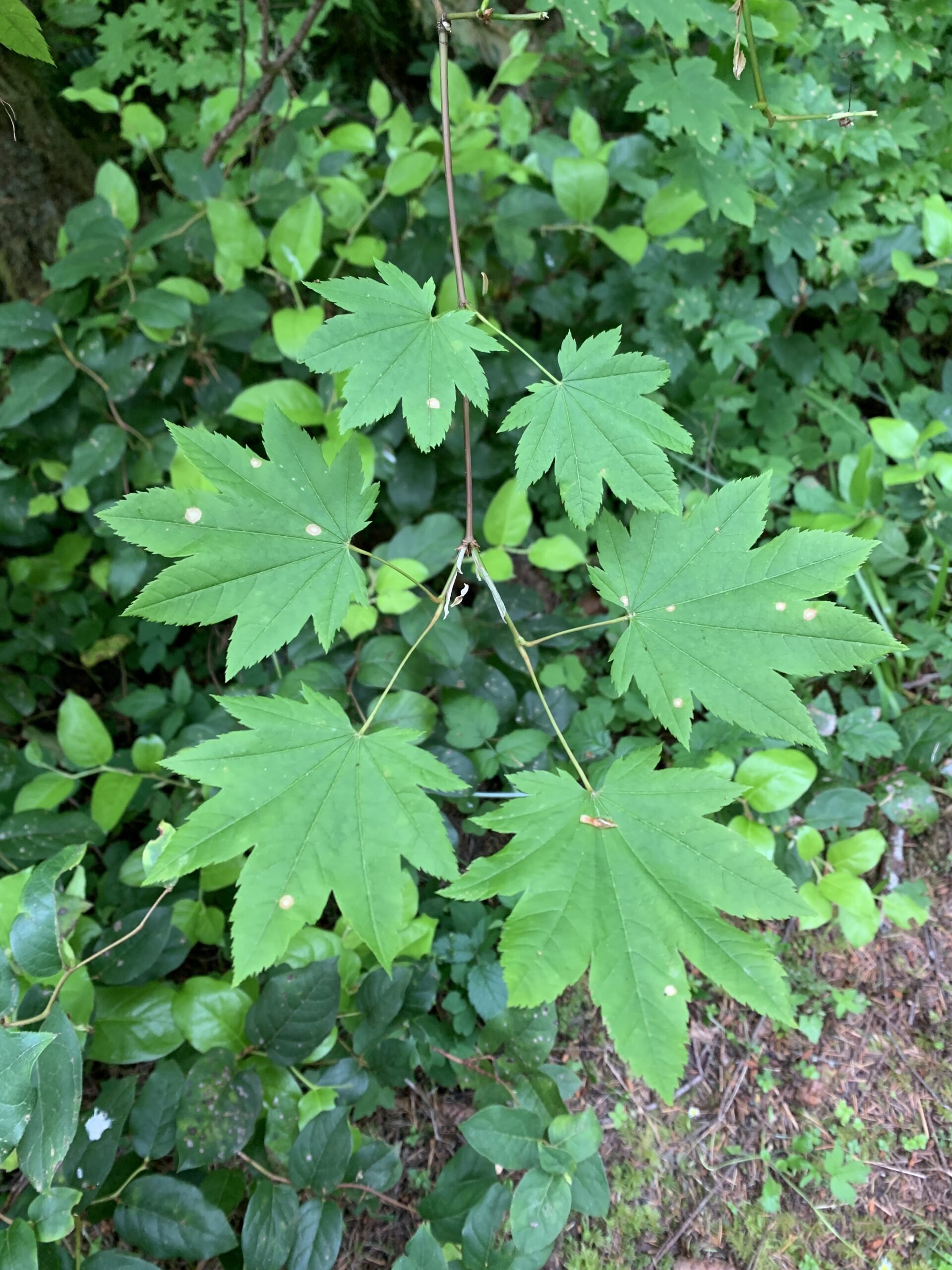 Vine Maple
