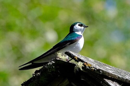 Violet-Green Swallow