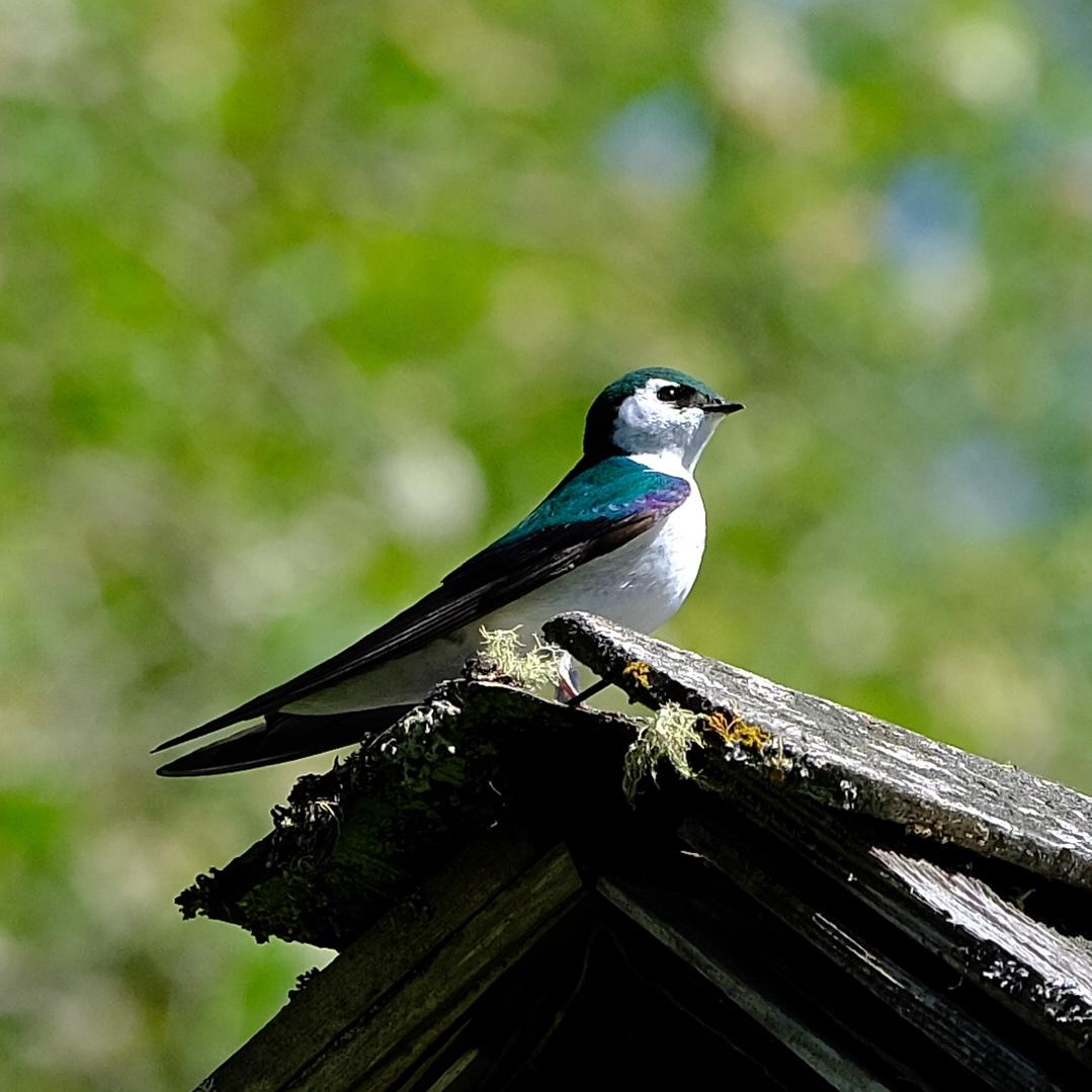 Violet-Green Swallow