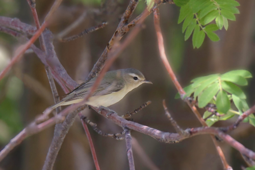Warbling Vireo