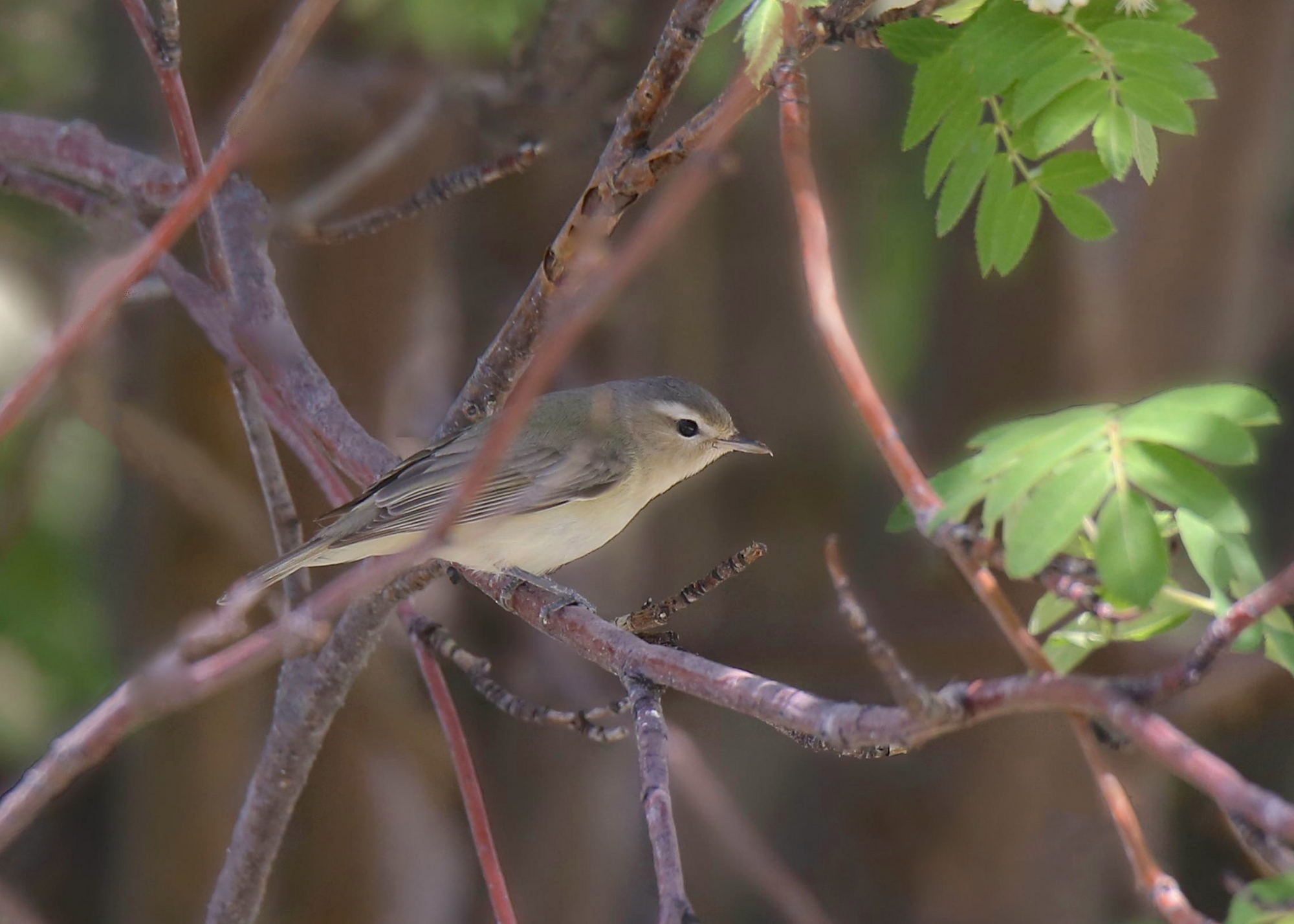 Warbling Vireo