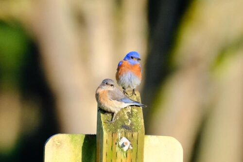 Western Bluebird
