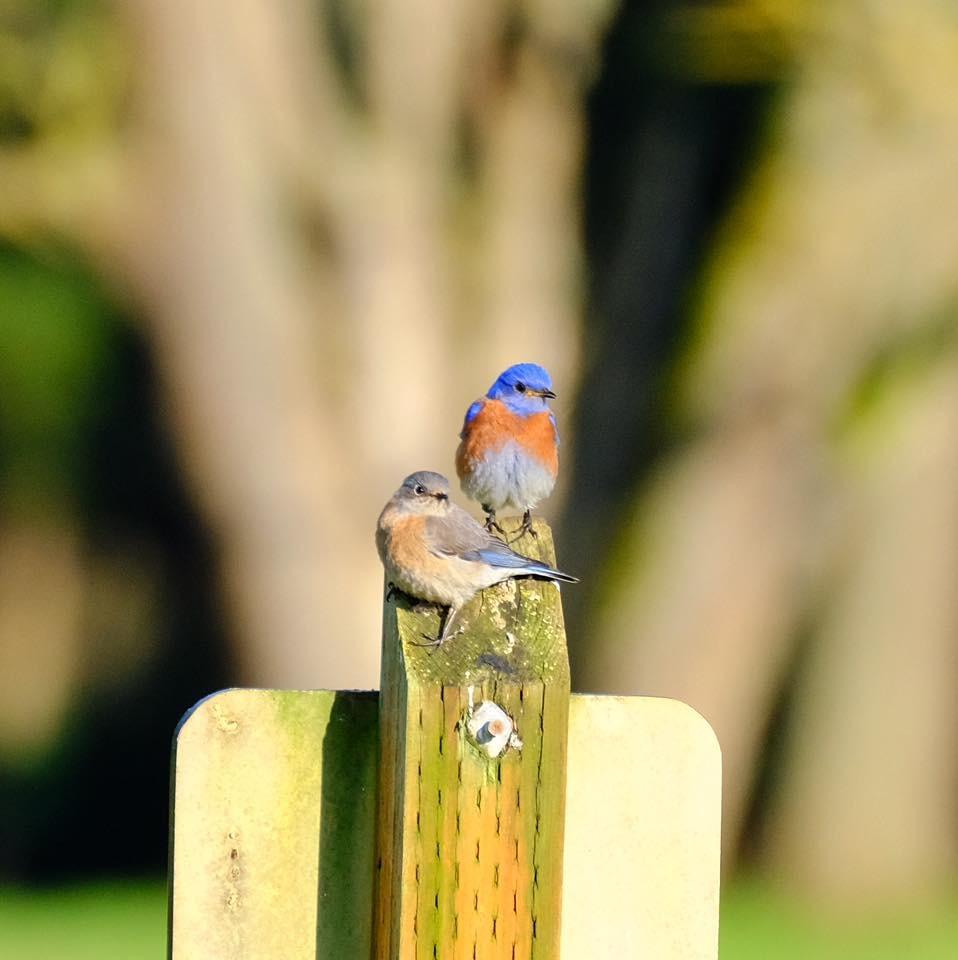 Western Bluebird