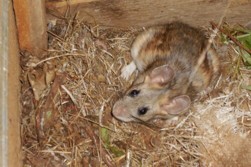 Western Bushy-Tailed Wood Rat (pack rat)