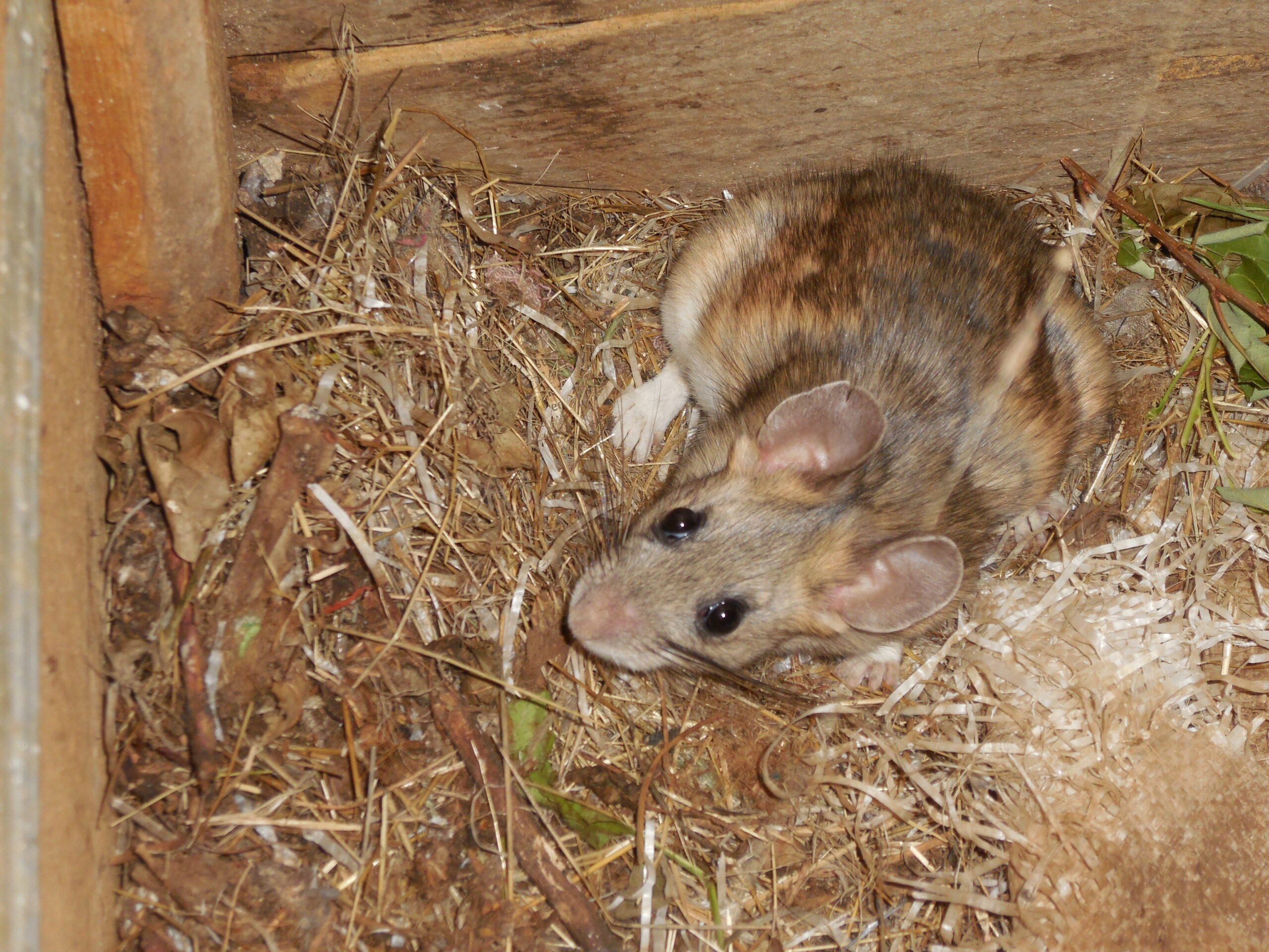 Western Bushy-Tailed Wood Rat (pack rat)
