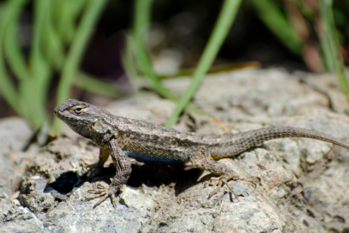 Western Fence Lizard Western Fence Lizard