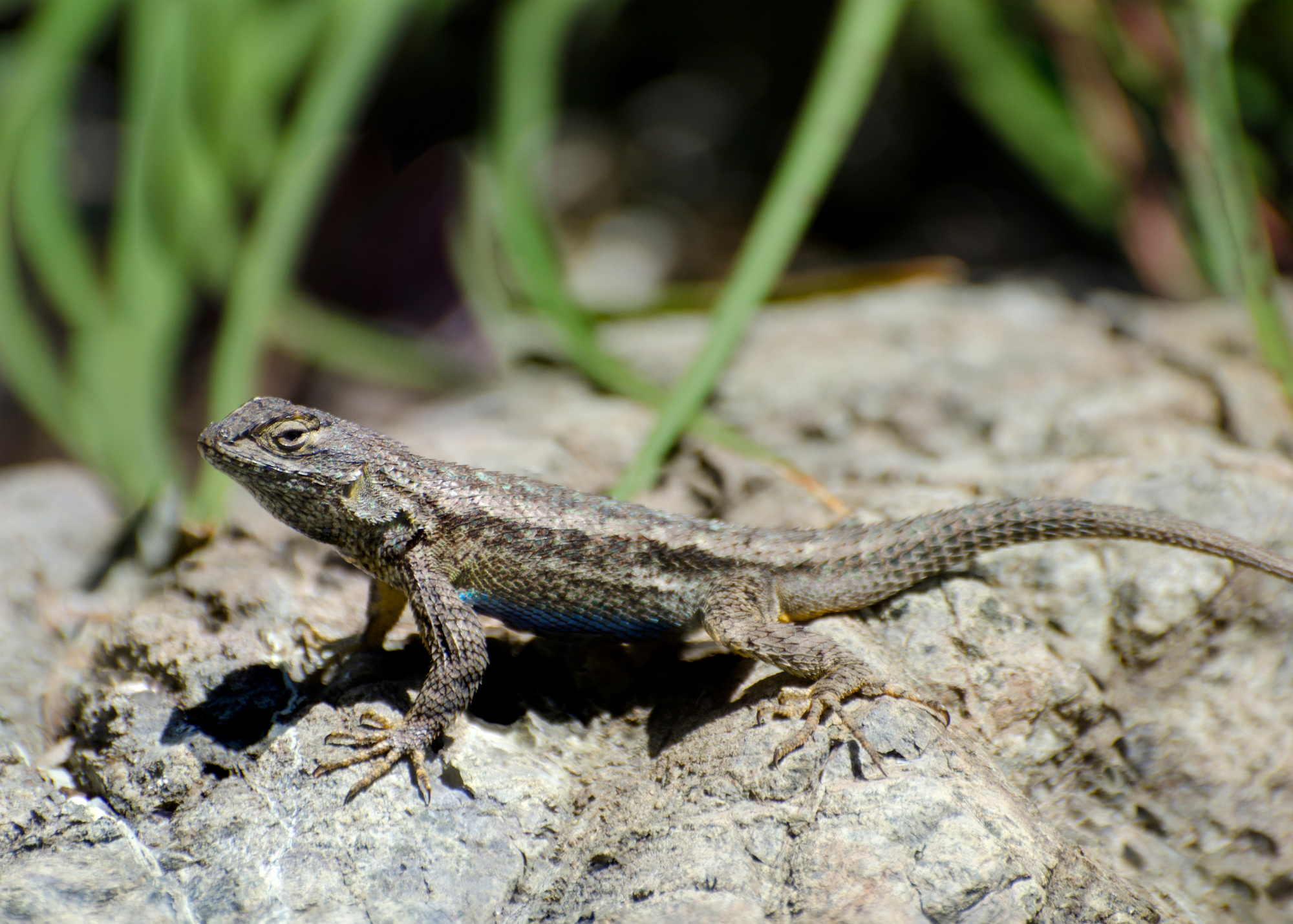 Western Fence Lizard