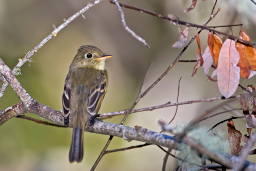 Western Flycatcher