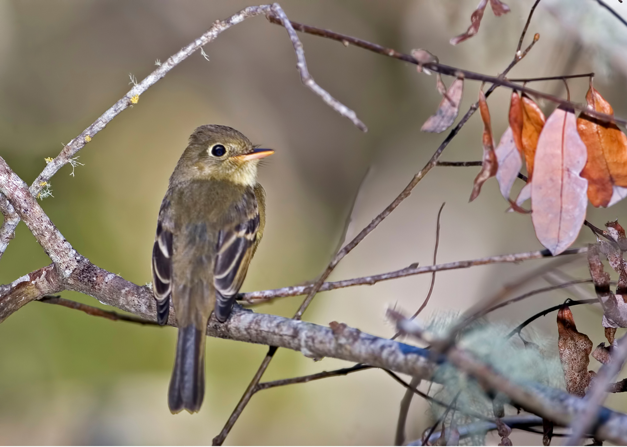Western Flycatcher Western Flycatcher
