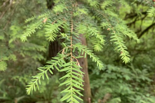 Western Hemlock