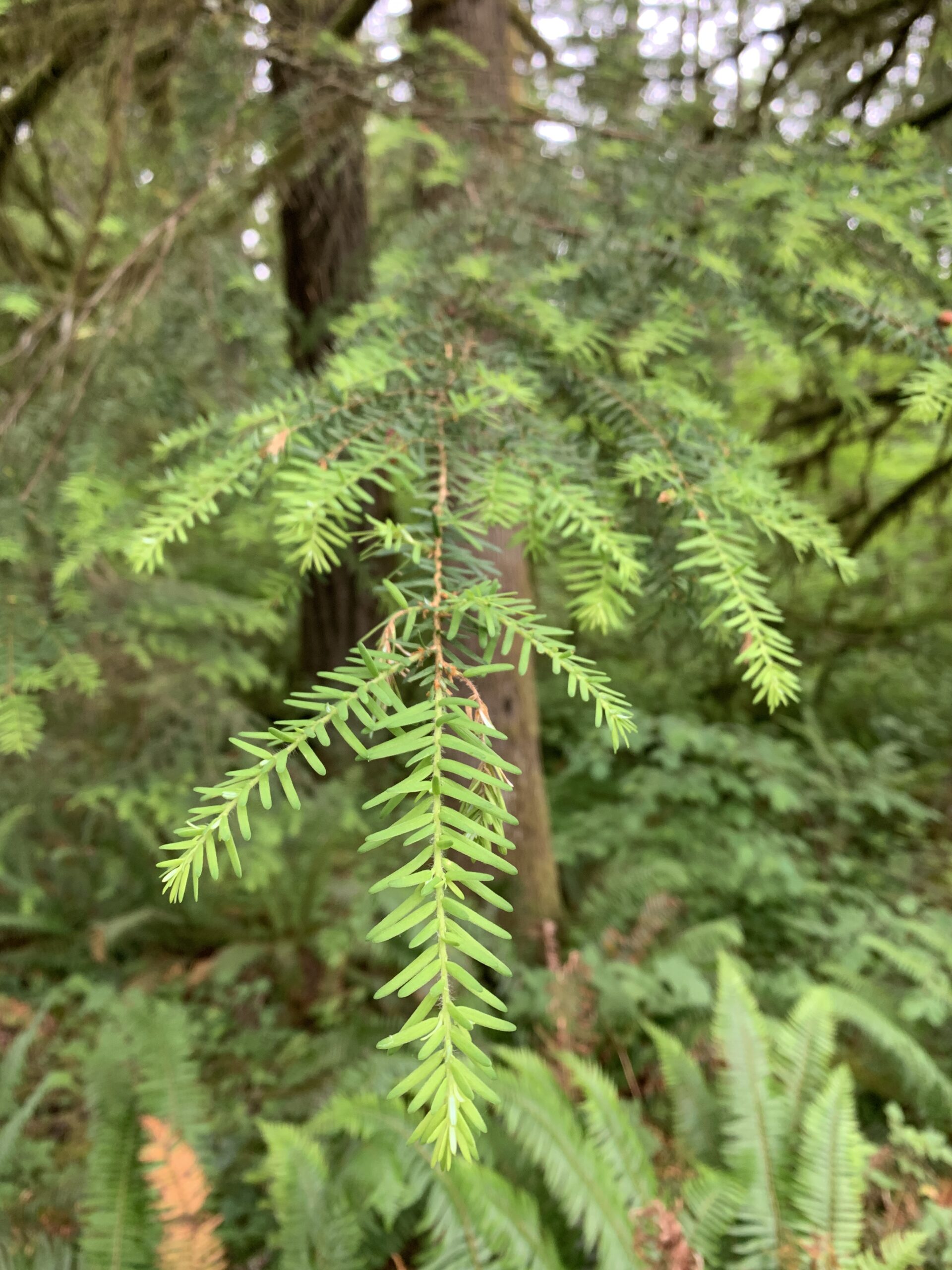 Western Hemlock
