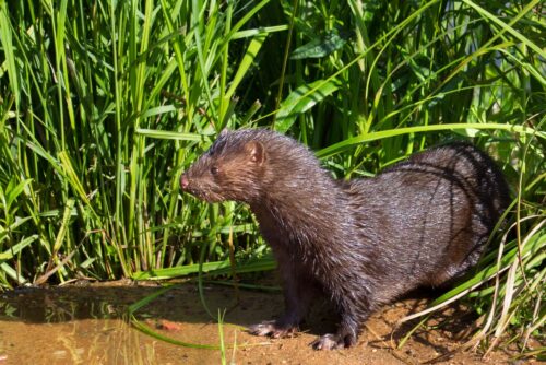 Western Mink
