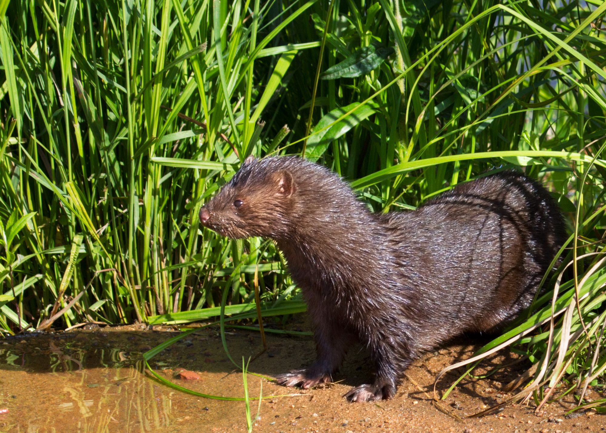 Western Mink