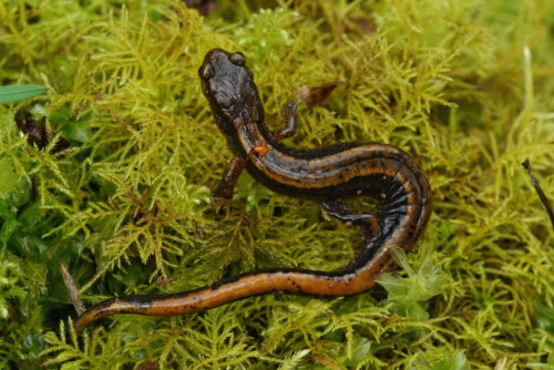 Western Red-Backed Salamander Western Red-Backed Salamander