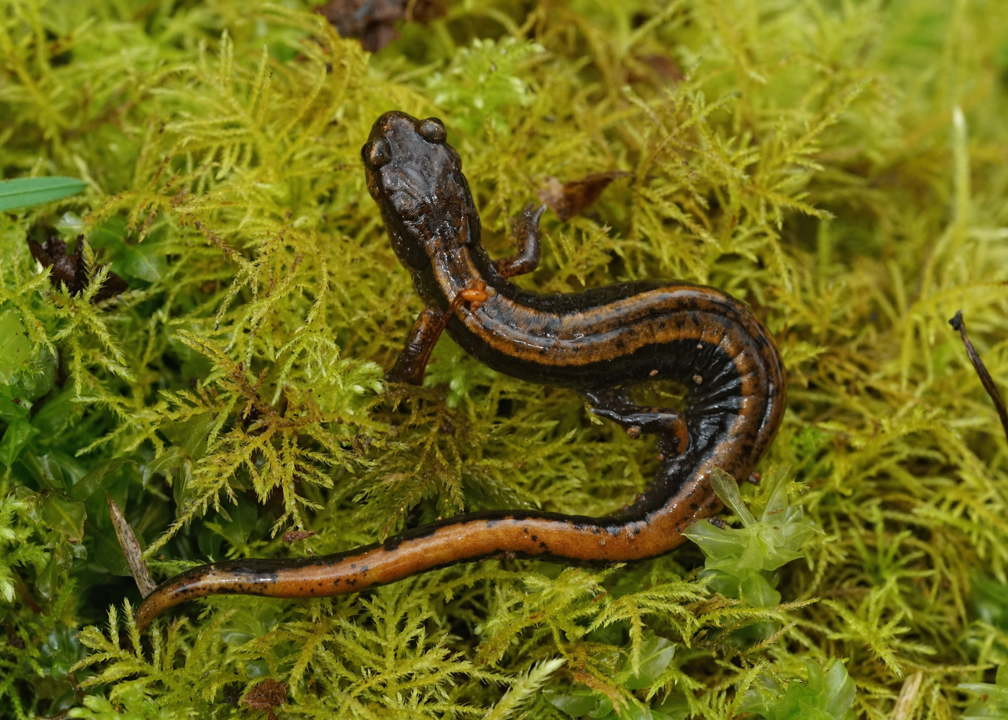 Western Red-Backed Salamander Western Red-Backed Salamander