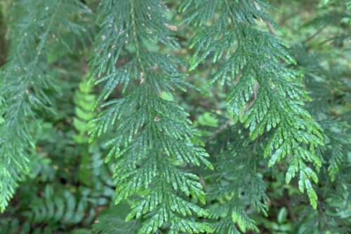 Western Redcedar