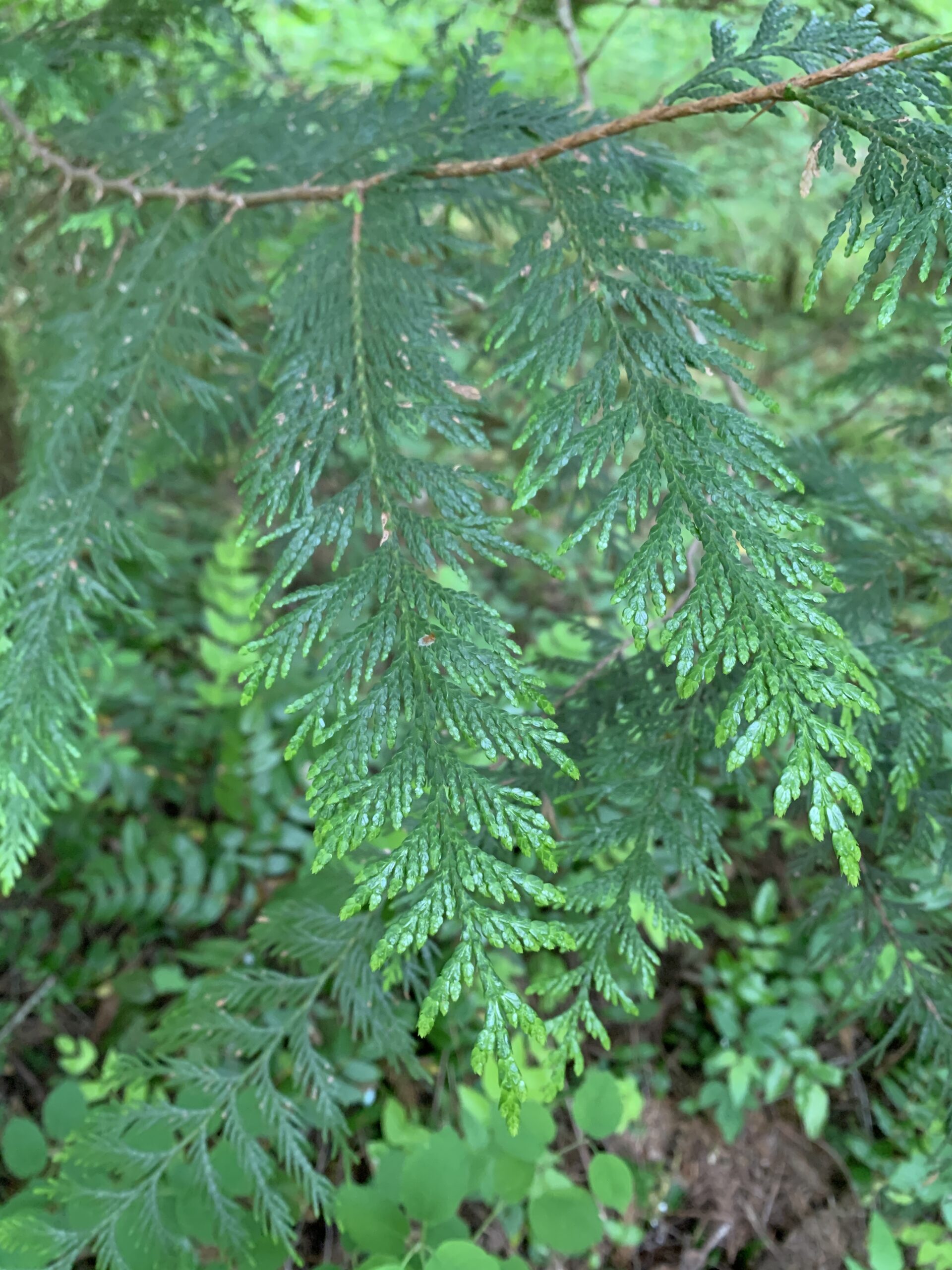Western Redcedar Western Redcedar