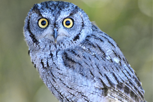 Western Screech Owl