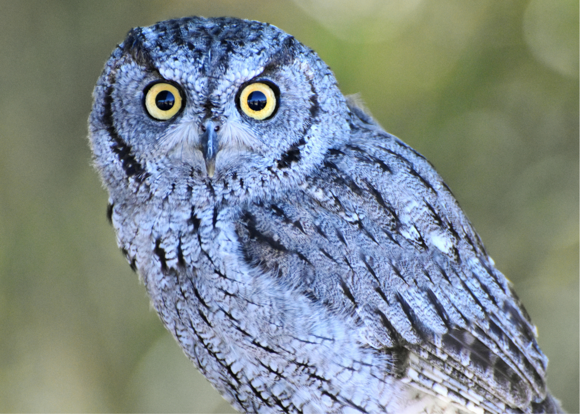 Western Screech Owl Western Screech Owl